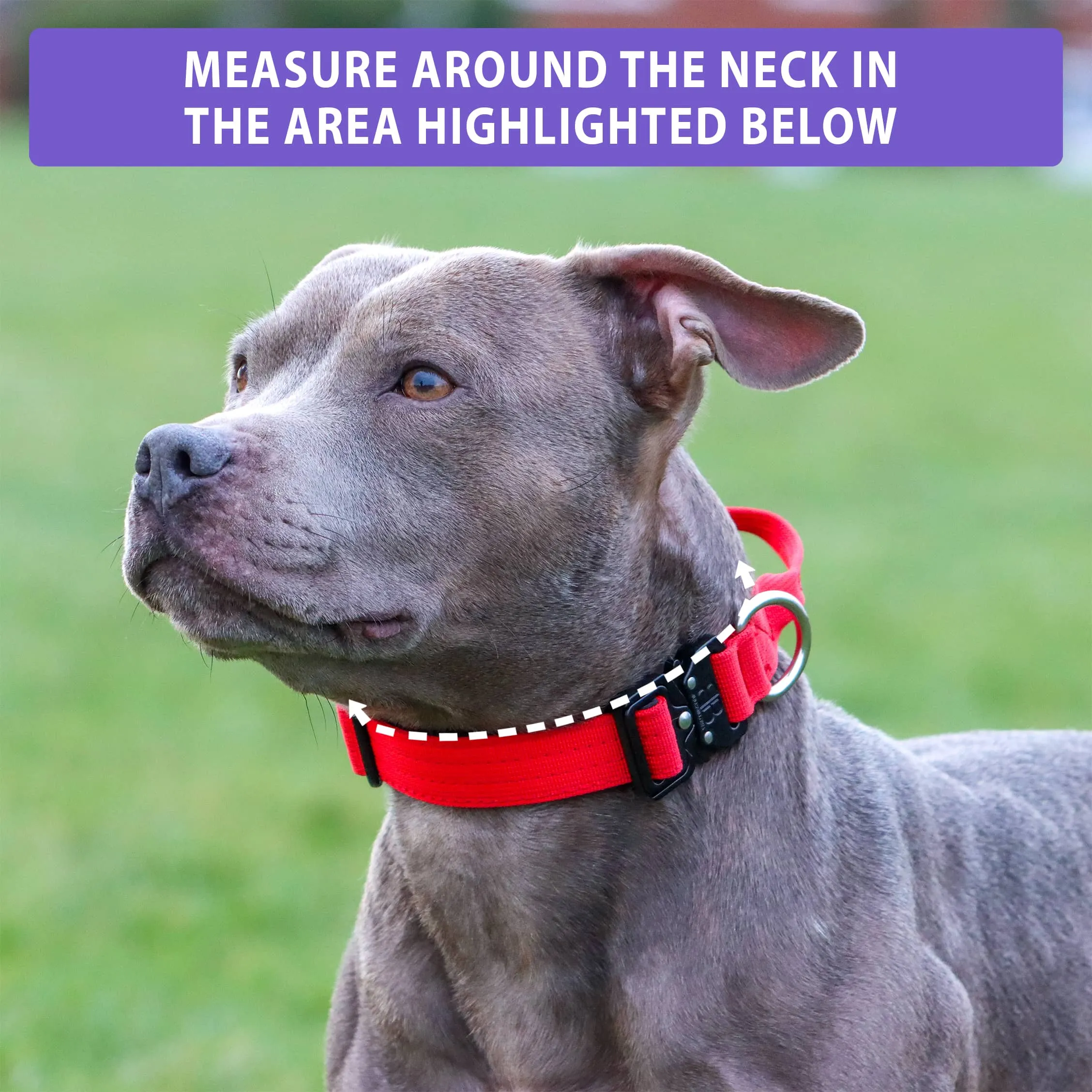 2.5cm Combat® Collar | With Handle & Rated Clip - Turquoise