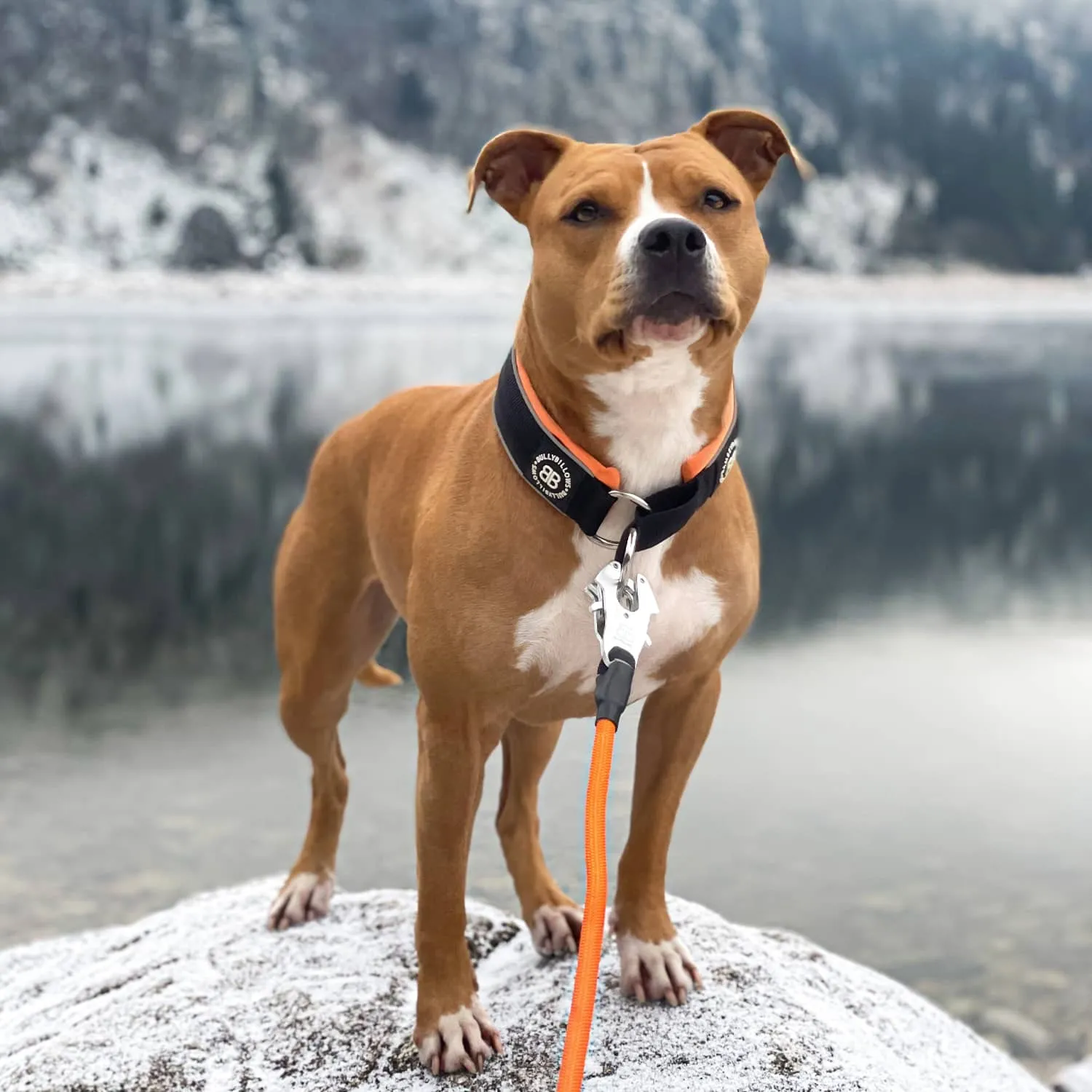 5cm Slip on Collar | Foam Padded - Light Blue x Orange