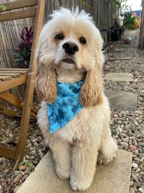 Blue Crush Doggy Bandana