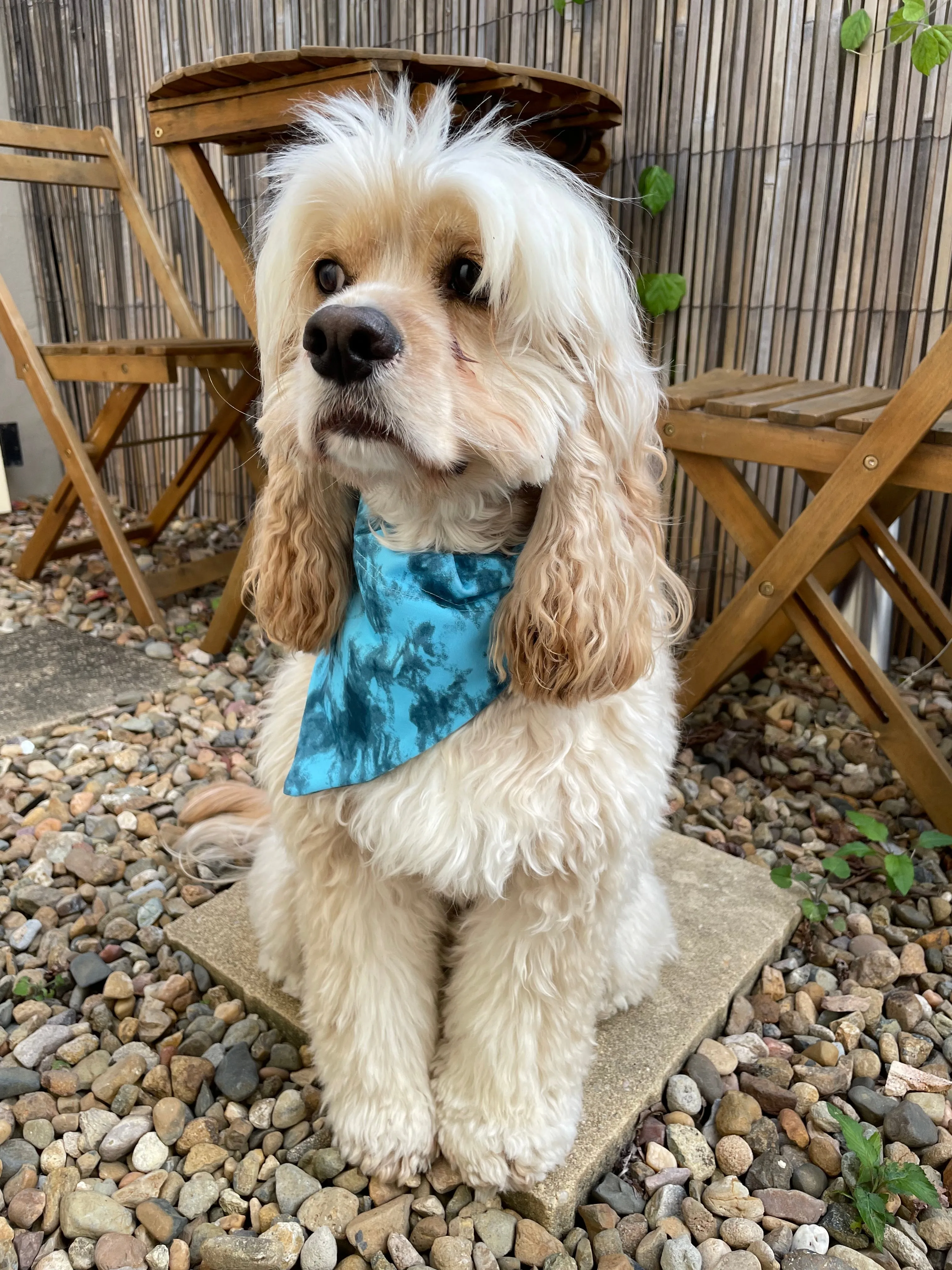 Blue Crush Doggy Bandana