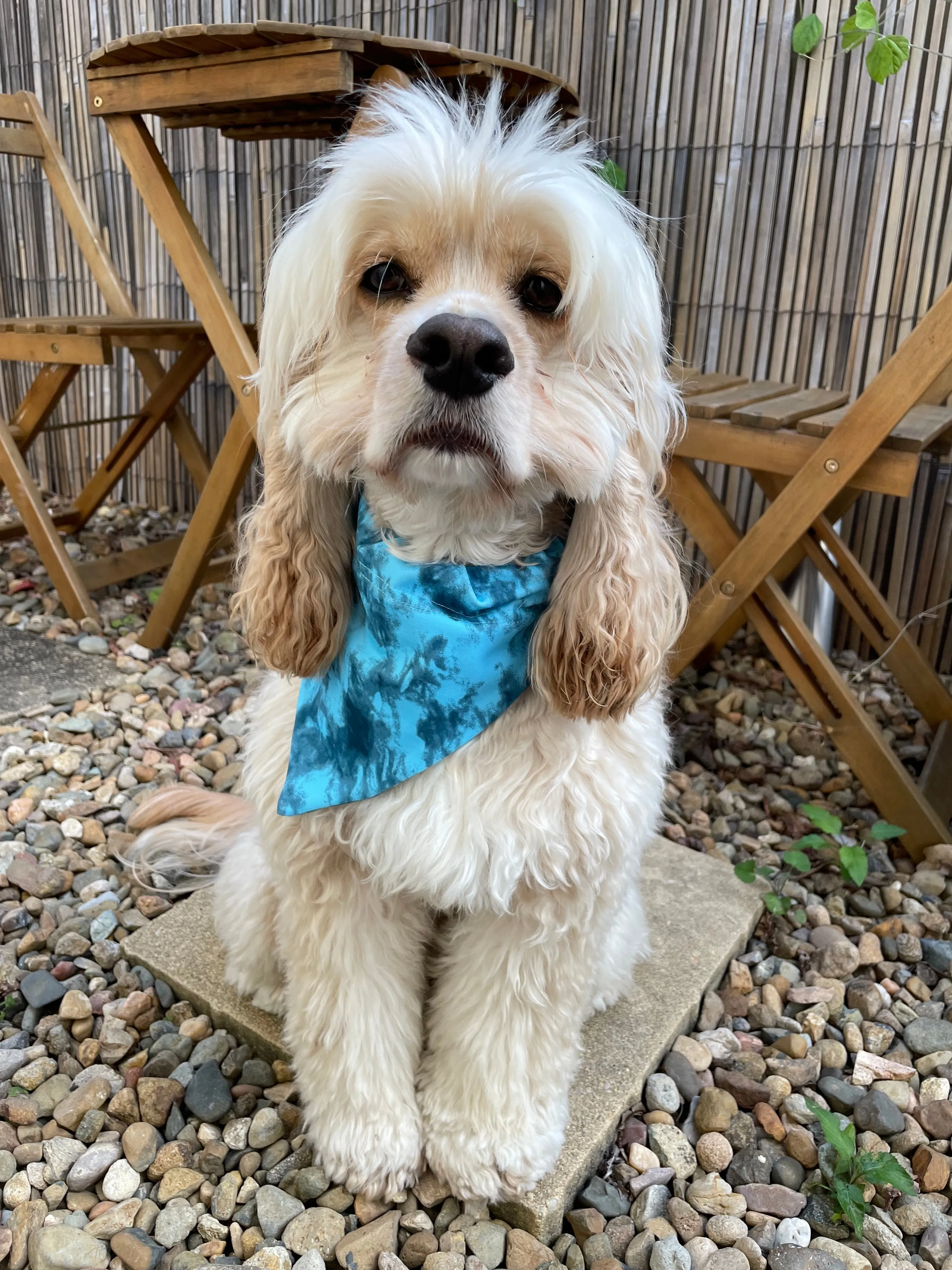 Blue Crush Doggy Bandana