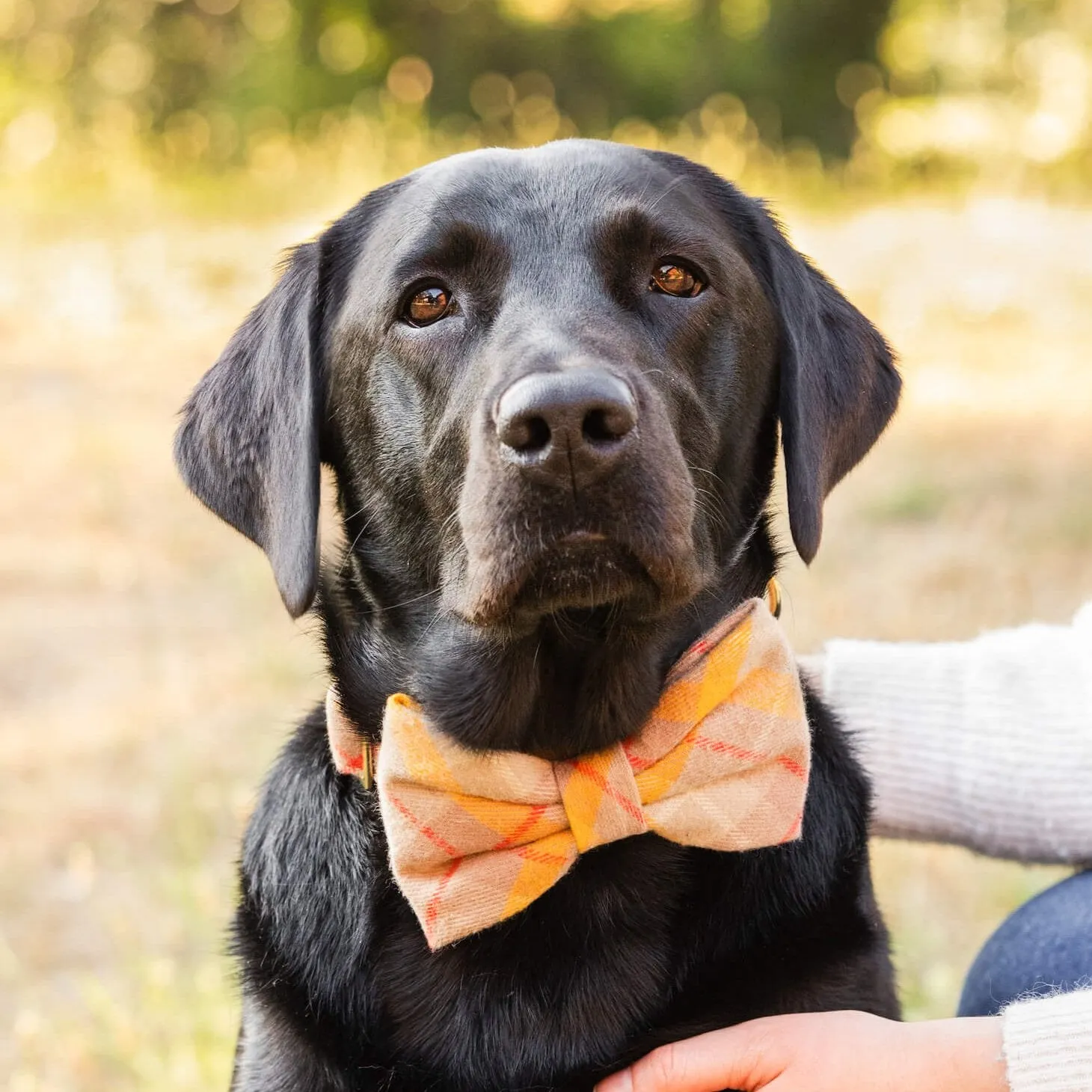 Mustard Plaid Flannel Bow Tie Collar