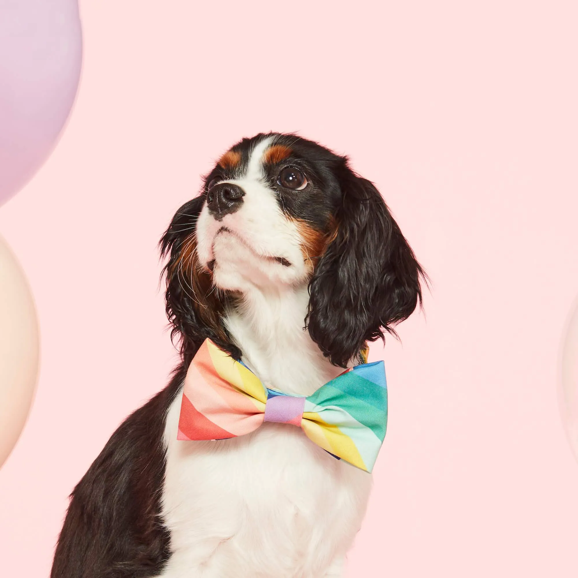 Over the Rainbow Bow Tie Collar