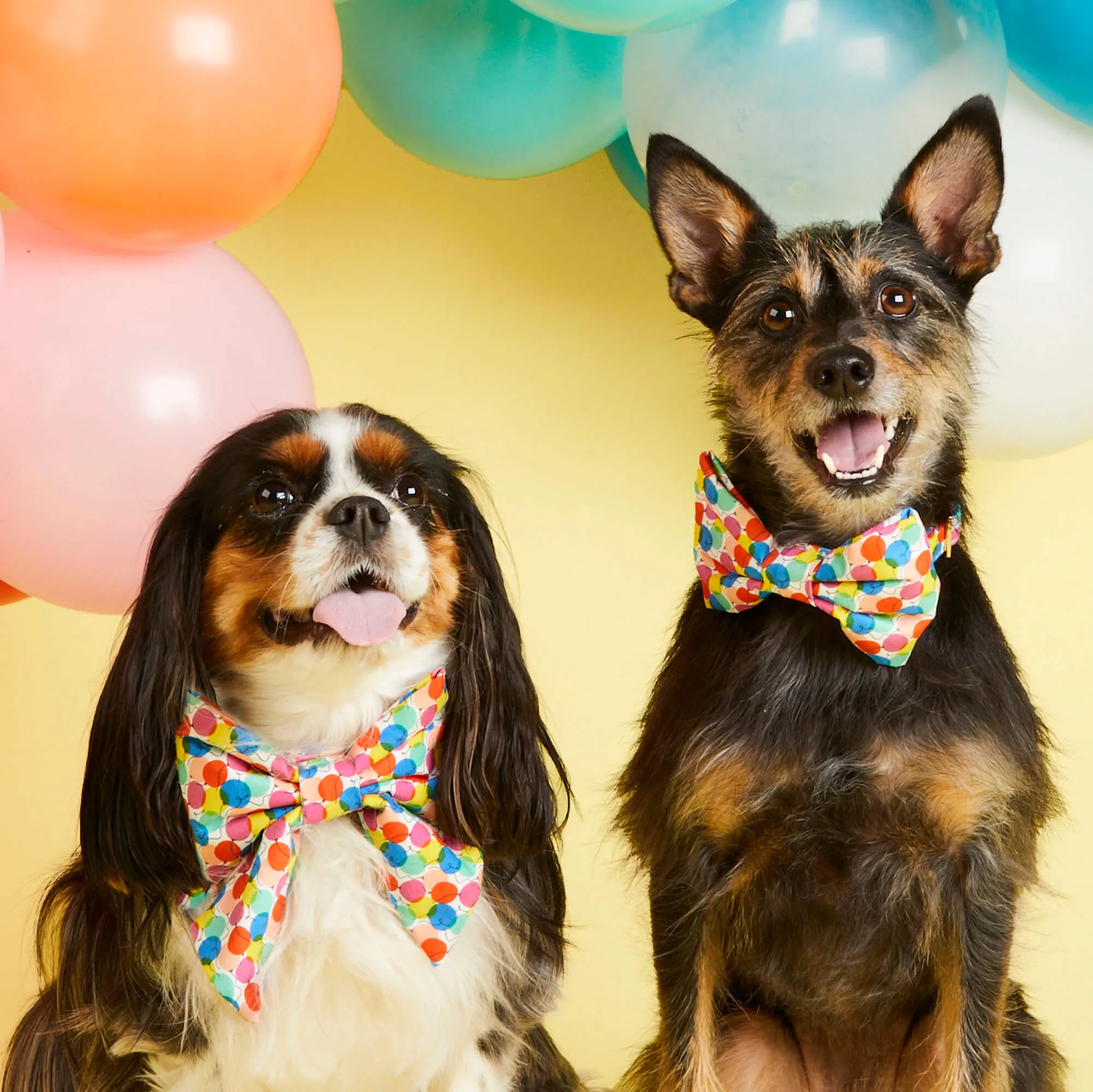 Pup, Pup, and Away Lady Dog Bow