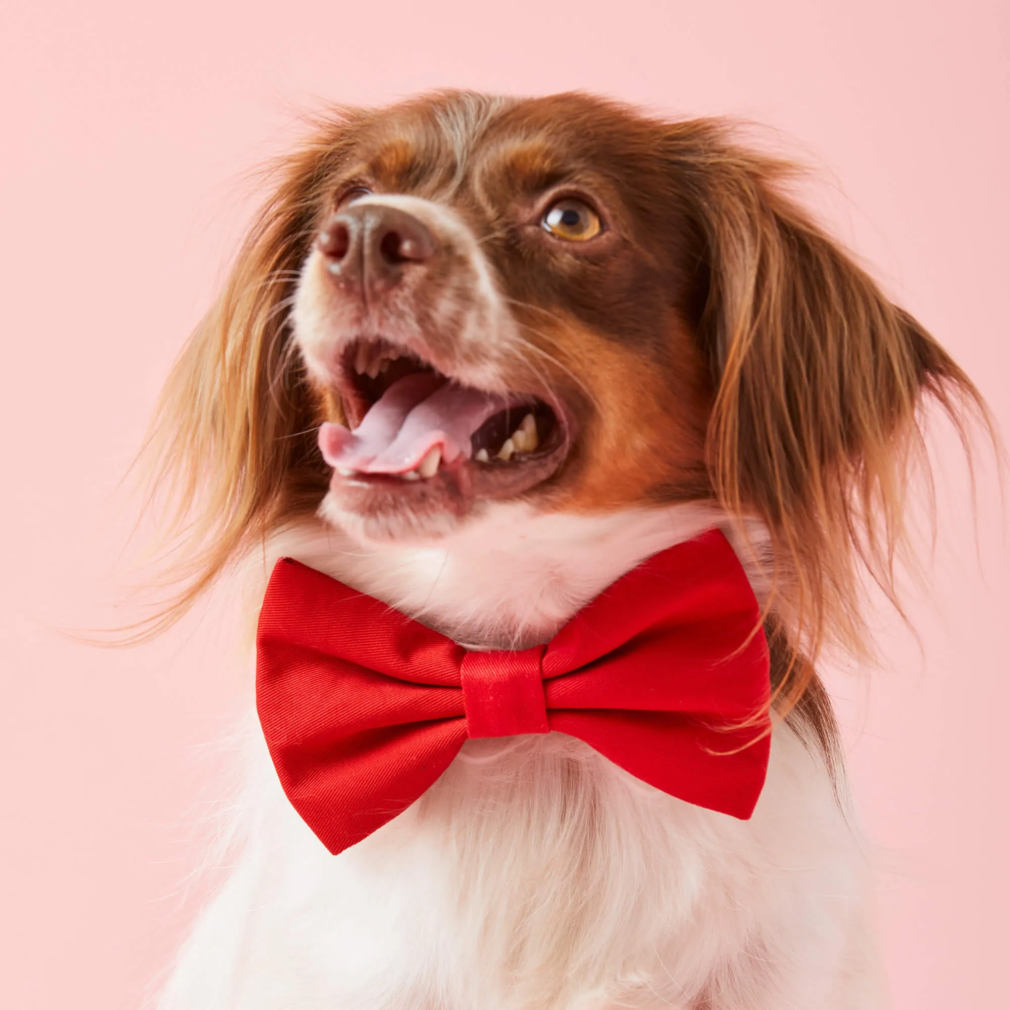 Ruby Bow Tie Collar