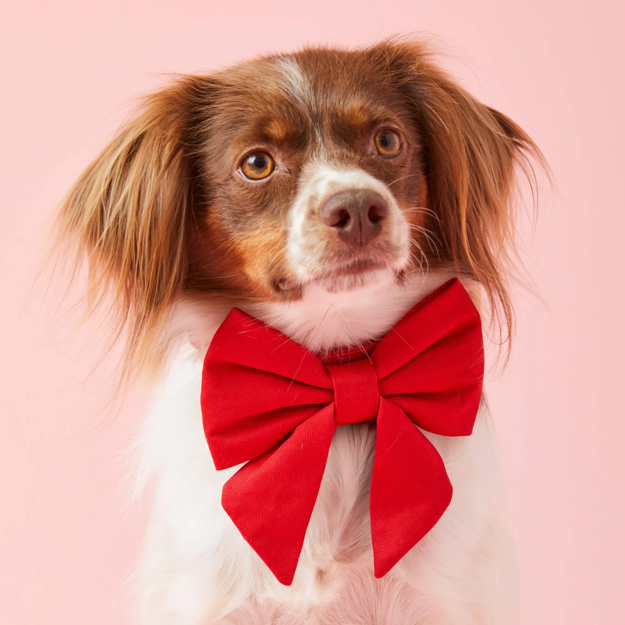 Ruby Lady Bow Collar