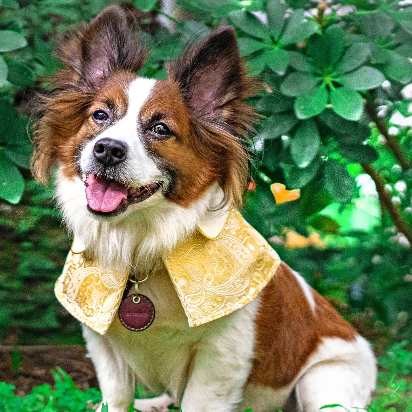 Spring Of Joy in Golden Daffodil CNY Cape