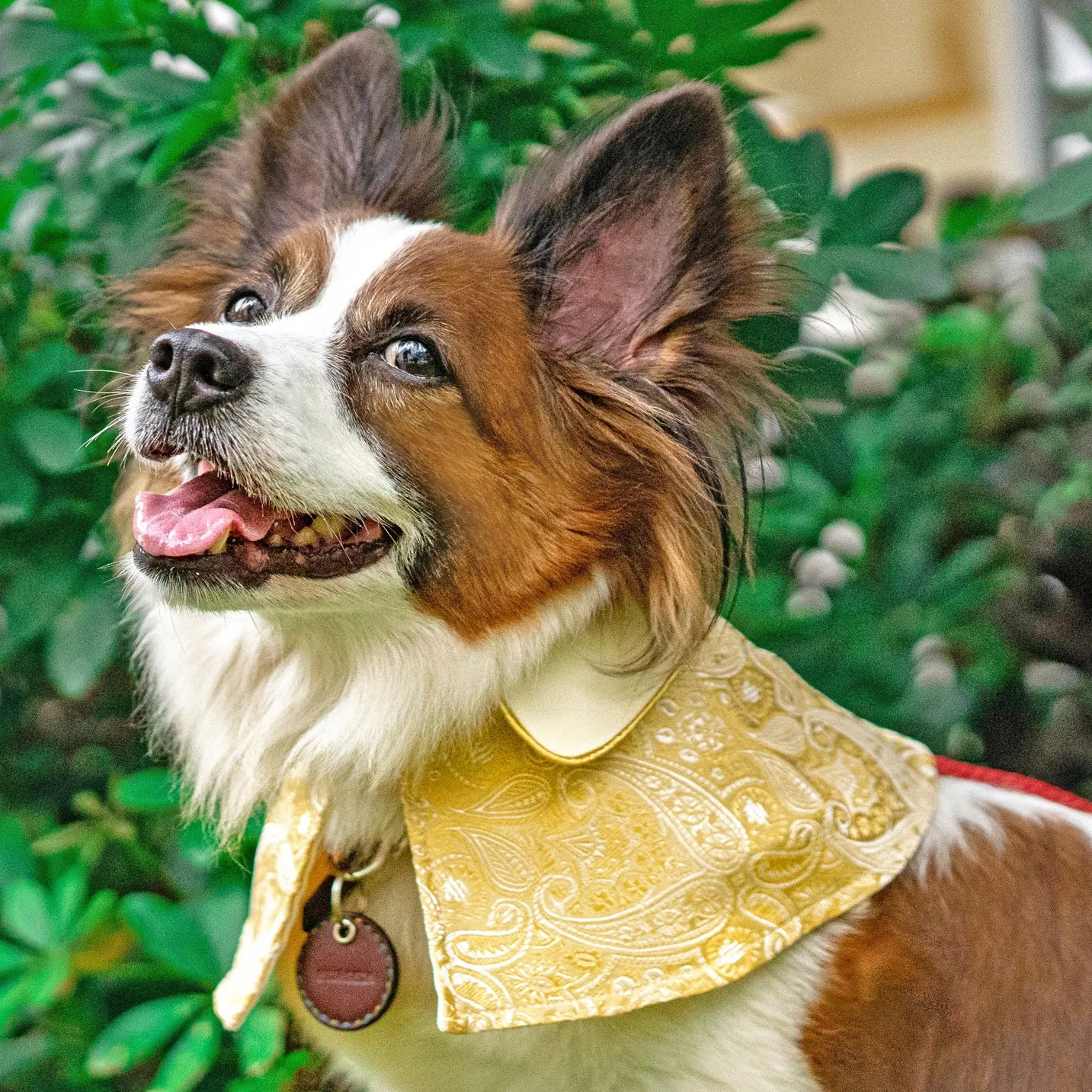 Spring Of Joy in Golden Daffodil CNY Cape