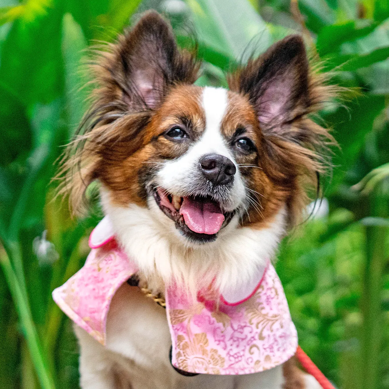 Spring Of Love in Golden Baby Pink CNY Cape