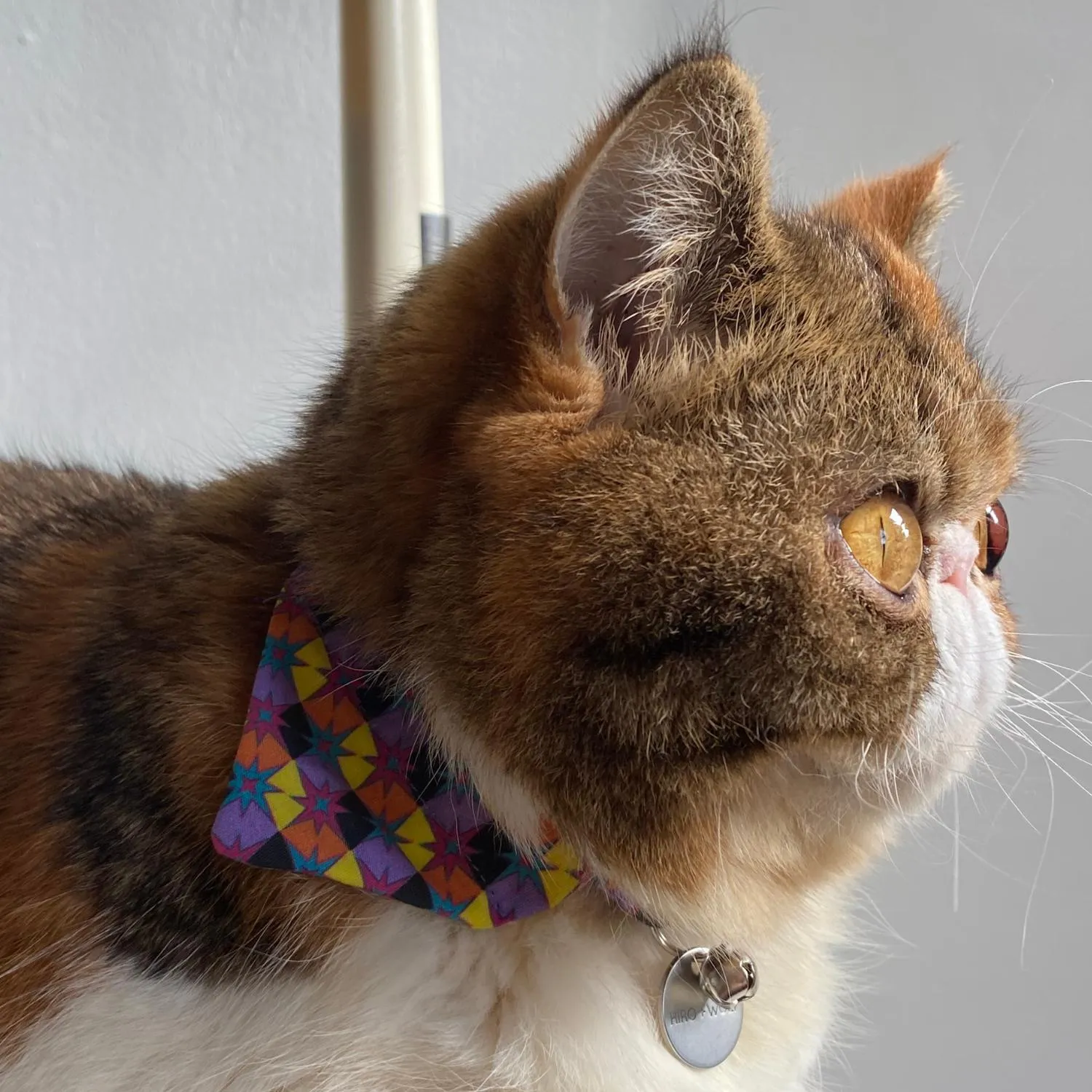 Starry Night Cat Bandana