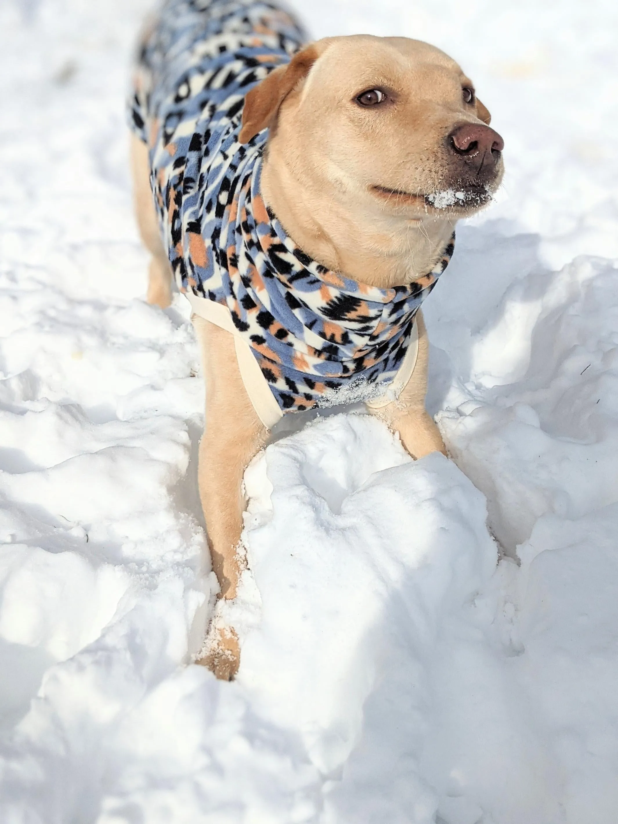 The Blue Margay Dog Sweater